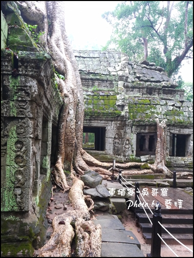 01-011-吳哥窟-塔普倫寺-像被蛇纏繞的榕樹.jpg