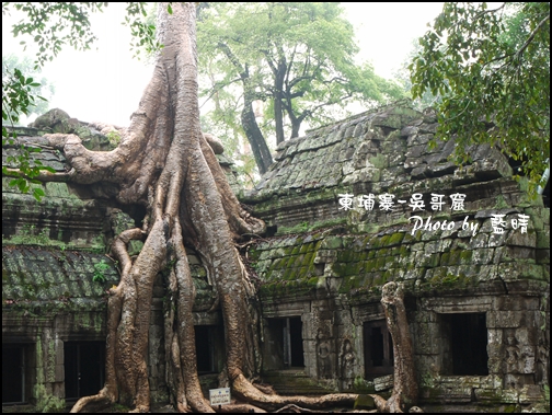 01-016-吳哥窟-塔普倫寺-像被蛇纏繞的榕樹.jpg 01-016-吳哥窟-塔普倫寺-像被蛇纏繞的榕樹.jpg
