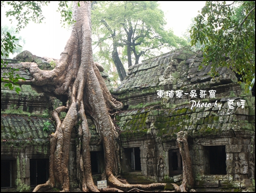 01-016-吳哥窟-塔普倫寺-像被蛇纏繞的榕樹.jpg