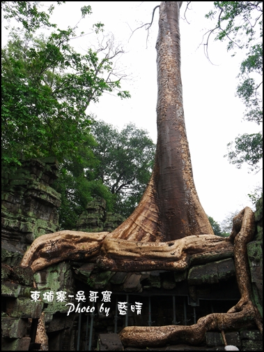 01-025-吳哥窟-塔普倫寺-看起來像一隻大蛇的榕樹.jpg 01-025-吳哥窟-塔普倫寺-看起來像一隻大蛇的榕樹.jpg