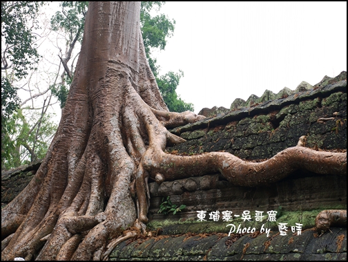 01-033-吳哥窟-塔普倫寺-最知名的巨木.jpg 01-033-吳哥窟-塔普倫寺-最知名的巨木.jpg