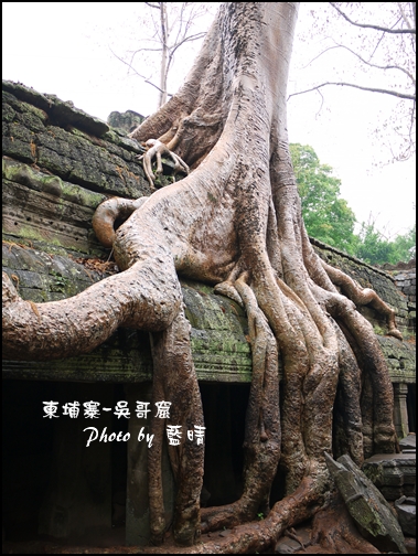 01-037-吳哥窟-塔普倫寺-最知名的巨木.jpg 01-037-吳哥窟-塔普倫寺-最知名的巨木.jpg
