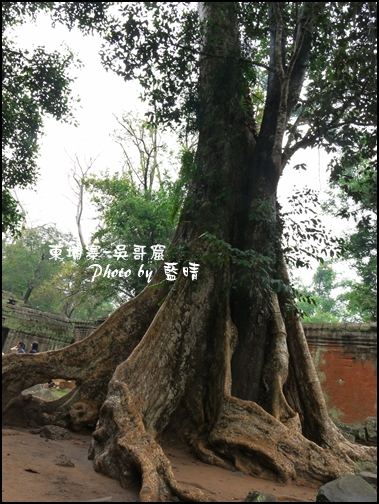 01-052-吳哥窟-塔普倫寺.jpg 01-052-吳哥窟-塔普倫寺.jpg