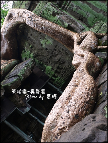 01-060-吳哥窟-塔普倫寺-像大蟒蛇的樹根.jpg 01-060-吳哥窟-塔普倫寺-像大蟒蛇的樹根.jpg