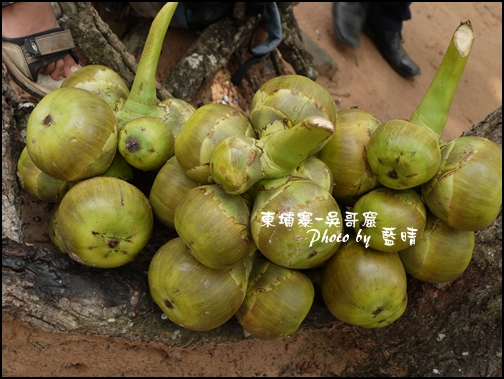 03-008-吳哥窟-達松寺-咬一口噴好多汁水果.jpg