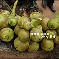 03-008-吳哥窟-達松寺-咬一口噴好多汁水果.jpg