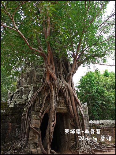 03-031-吳哥窟-達松寺-絞殺榕大樹根.jpg 03-031-吳哥窟-達松寺-絞殺榕大樹根.jpg