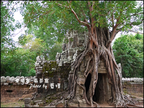 03-032-吳哥窟-達松寺-絞殺榕大樹根.jpg 03-032-吳哥窟-達松寺-絞殺榕大樹根.jpg