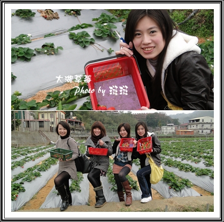 大湖草莓02.jpg 大湖草莓02.jpg