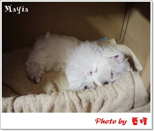 Mayia-2 Mayia-2