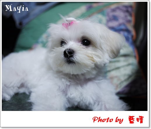 Mayia-8 Mayia-8