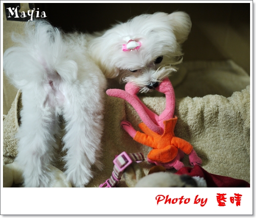 Mayia-3 Mayia-3