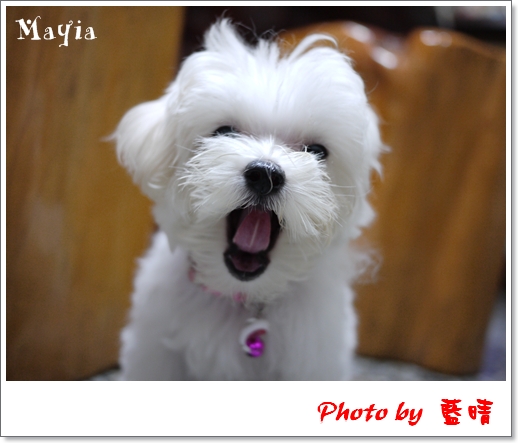 Mayia-13 Mayia-13