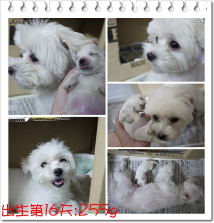第16天-1 第16天-1