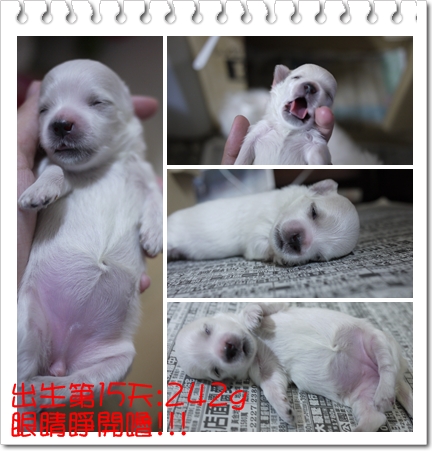 第15天 第15天