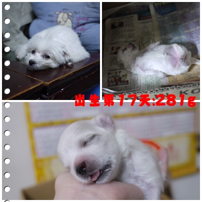 第17天 第17天