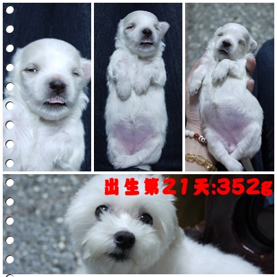 第21天-1 第21天-1