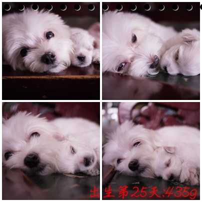 第25天-2 第25天-2