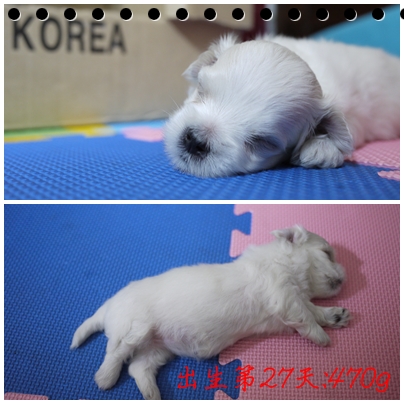 第27天-3 第27天-3