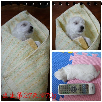 第27天-1 第27天-1