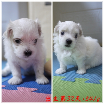 第32天-1 第32天-1