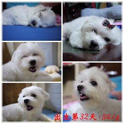 第32天-2 第32天-2