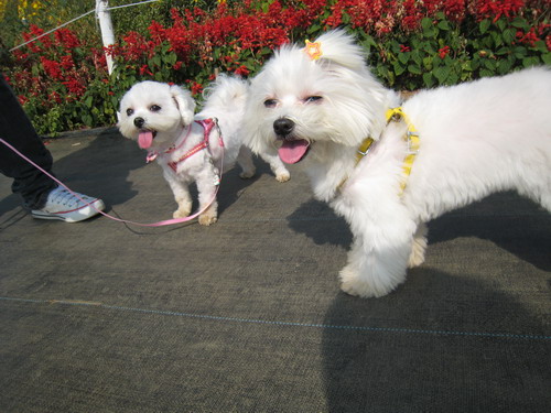 IMG_7084 IMG_7084