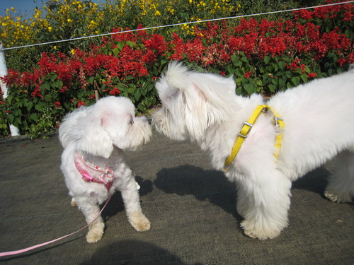 IMG_7085 IMG_7085