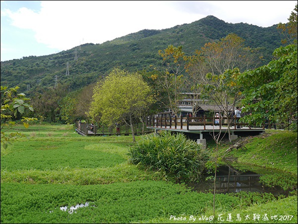 馬太鞍濕地-14.jpg