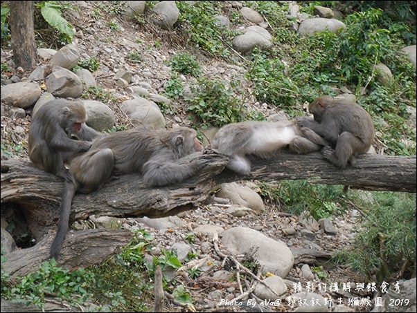 郭叔叔野生獼猴園-25.jpg