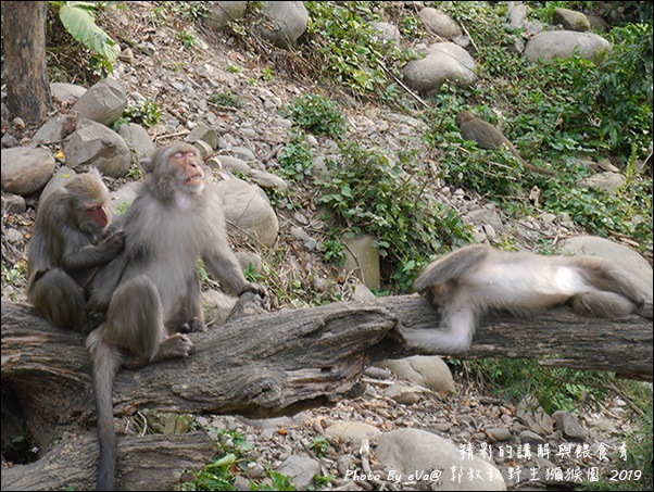 郭叔叔野生獼猴園-24.jpg