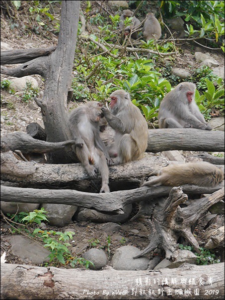 郭叔叔野生獼猴園-27.jpg