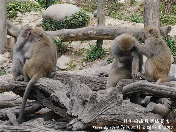 郭叔叔野生獼猴園-29.jpg