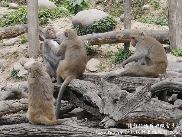 郭叔叔野生獼猴園-28.jpg