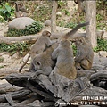 郭叔叔野生獼猴園-33.jpg