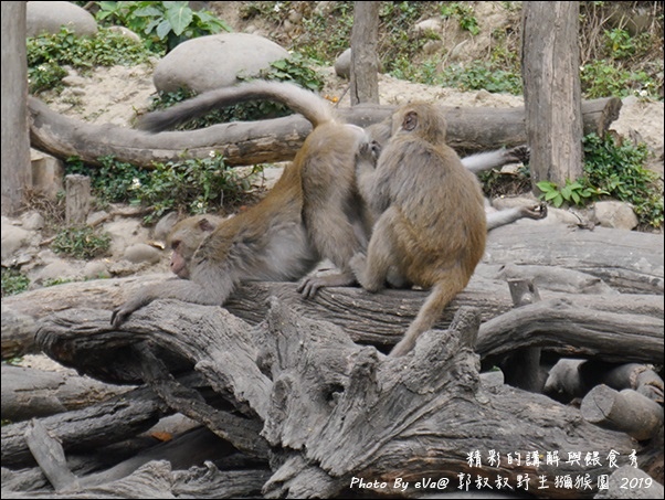 郭叔叔野生獼猴園-32.jpg