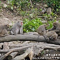 郭叔叔野生獼猴園-34.jpg