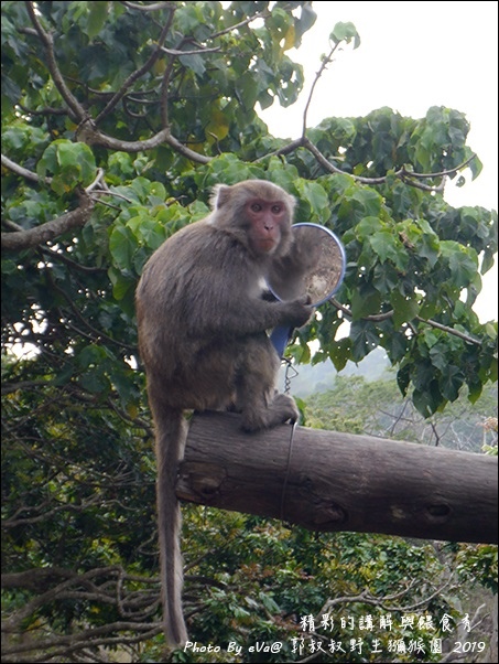 郭叔叔野生獼猴園-36.jpg