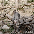 郭叔叔野生獼猴園-43.jpg