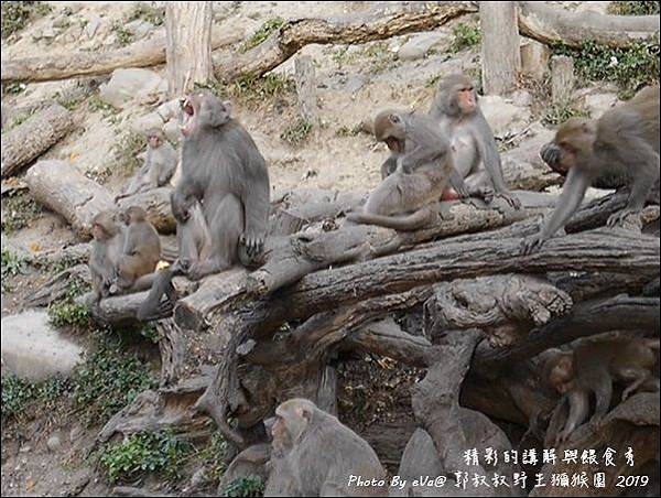 郭叔叔野生獼猴園-42.jpg