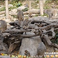 郭叔叔野生獼猴園-46.jpg