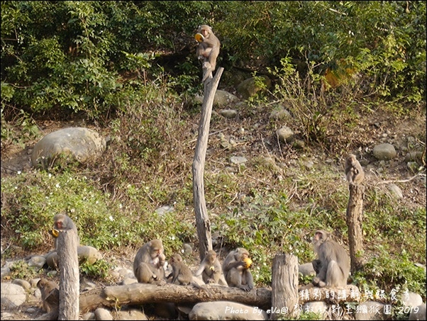 郭叔叔野生獼猴園-47.jpg