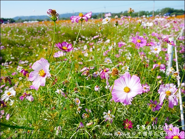 2020台中國際花毯節-33.jpg