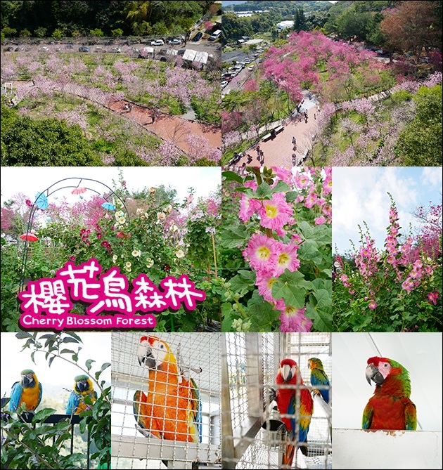 櫻花鳥森林-01.jpg