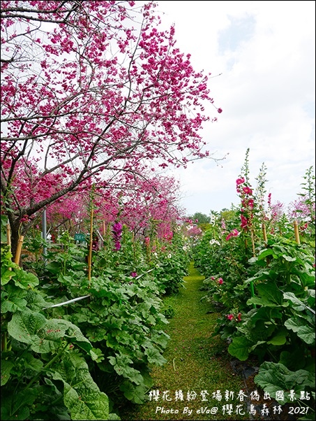 櫻花鳥森林-10.jpg