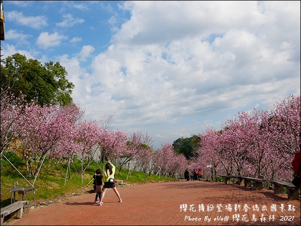 櫻花鳥森林-21.jpg