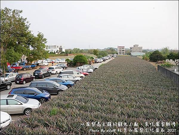 旺萊山鳳梨-02.jpg