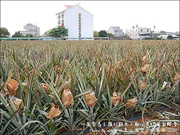 旺萊山鳳梨-11.jpg