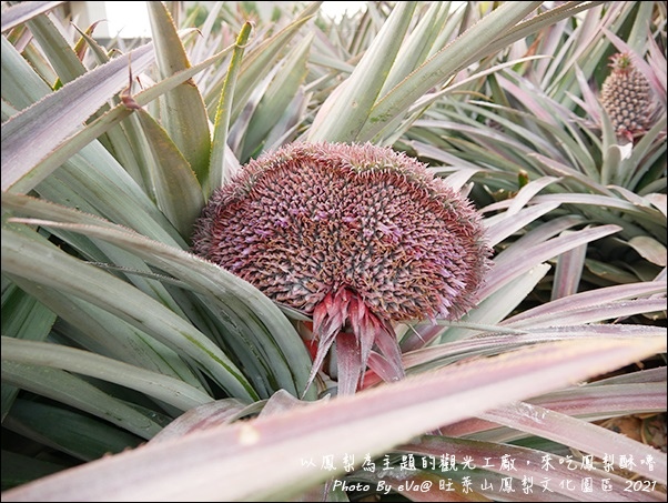 旺萊山鳳梨-10.jpg