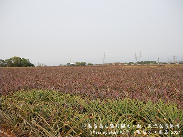 旺萊山鳳梨-08.jpg